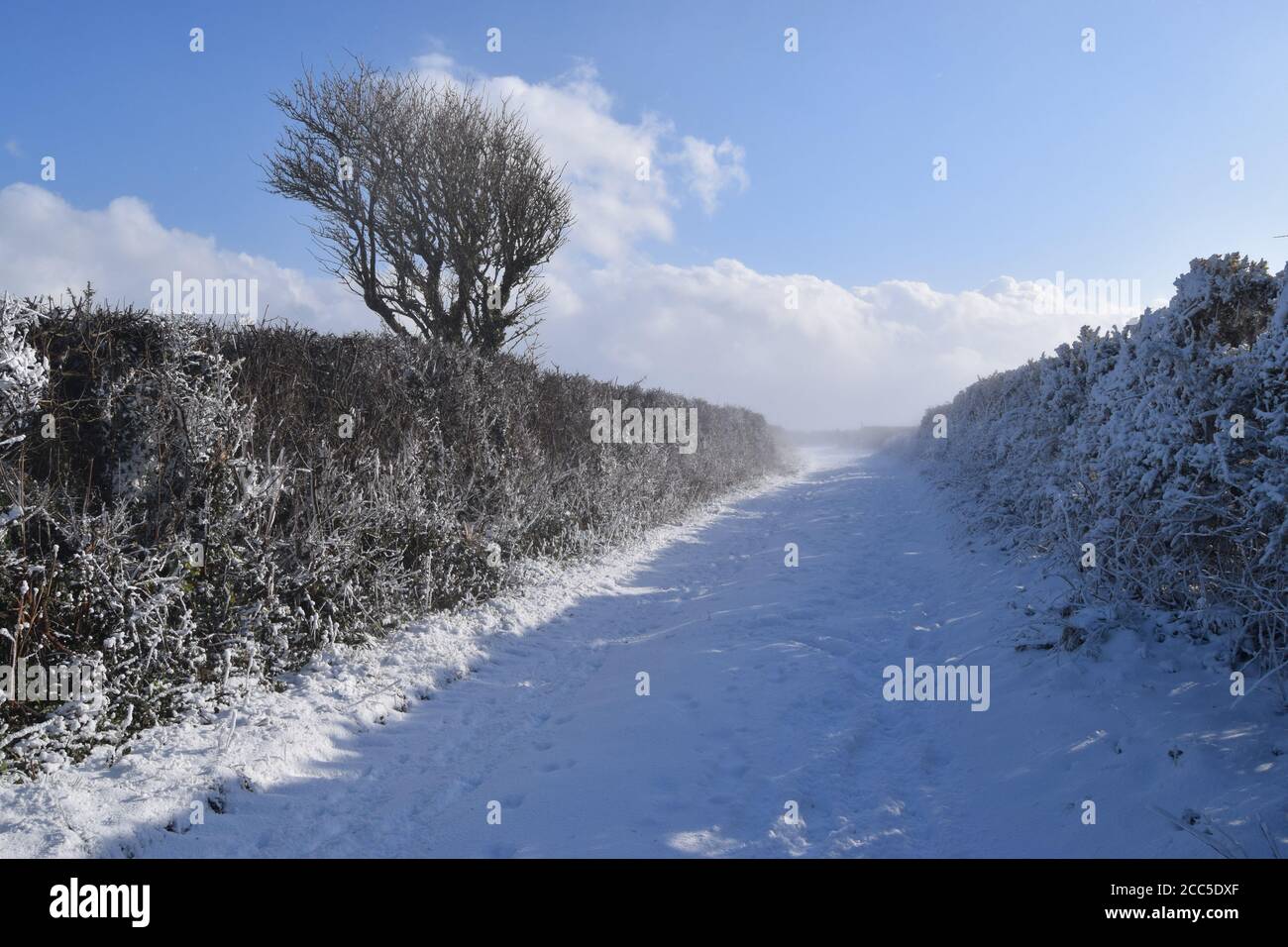 hedge casting shadow on snowbound track Stock Photo