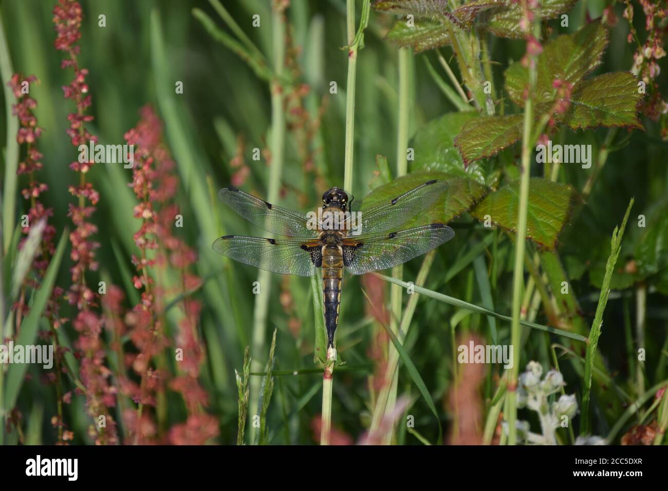 Four-Spotted Libellula wings wide Stock Photo