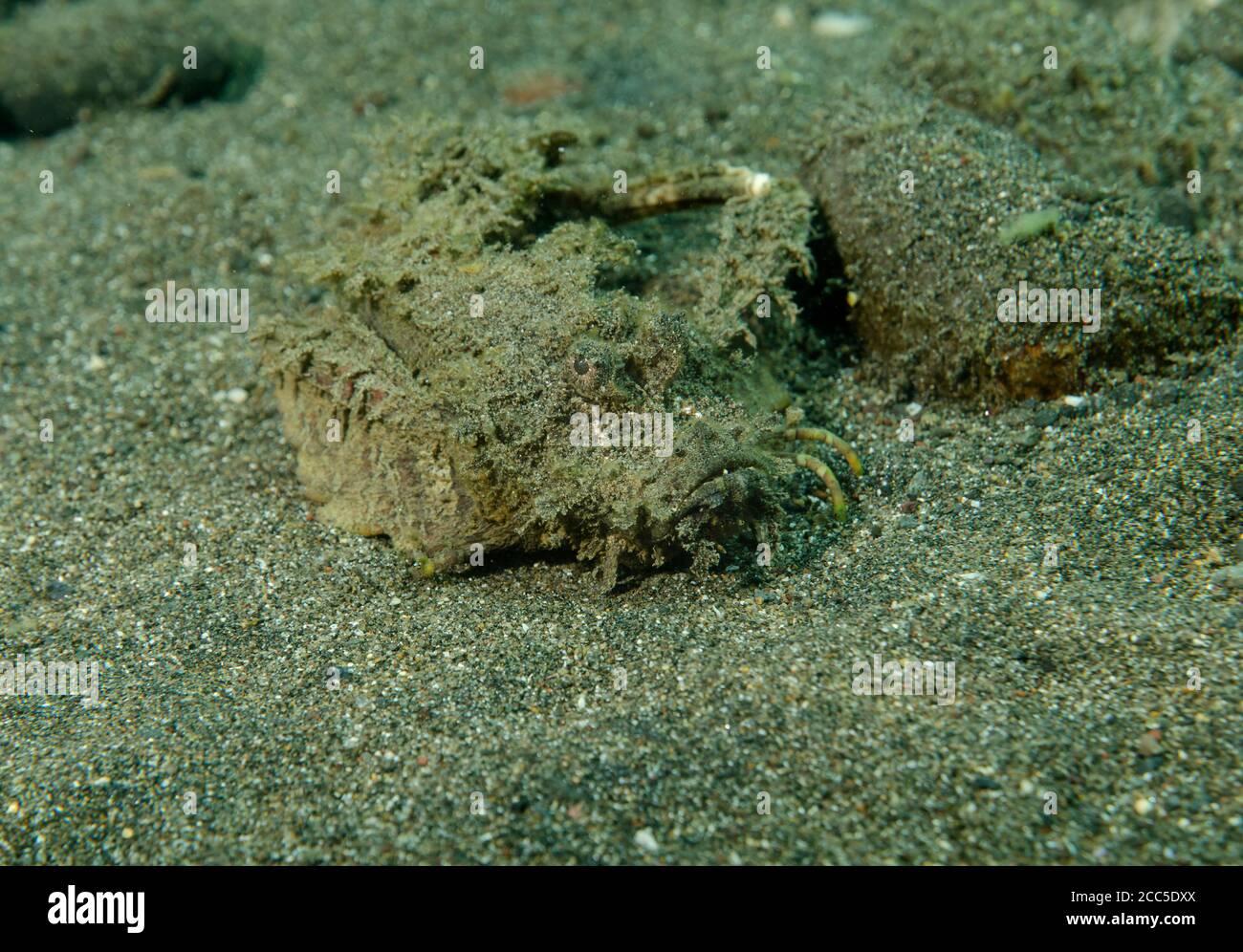 Spiny Devilfish, Inimicus didactylus, crawling on the sandy seafloor, Tulamben, Bali Stock Photo