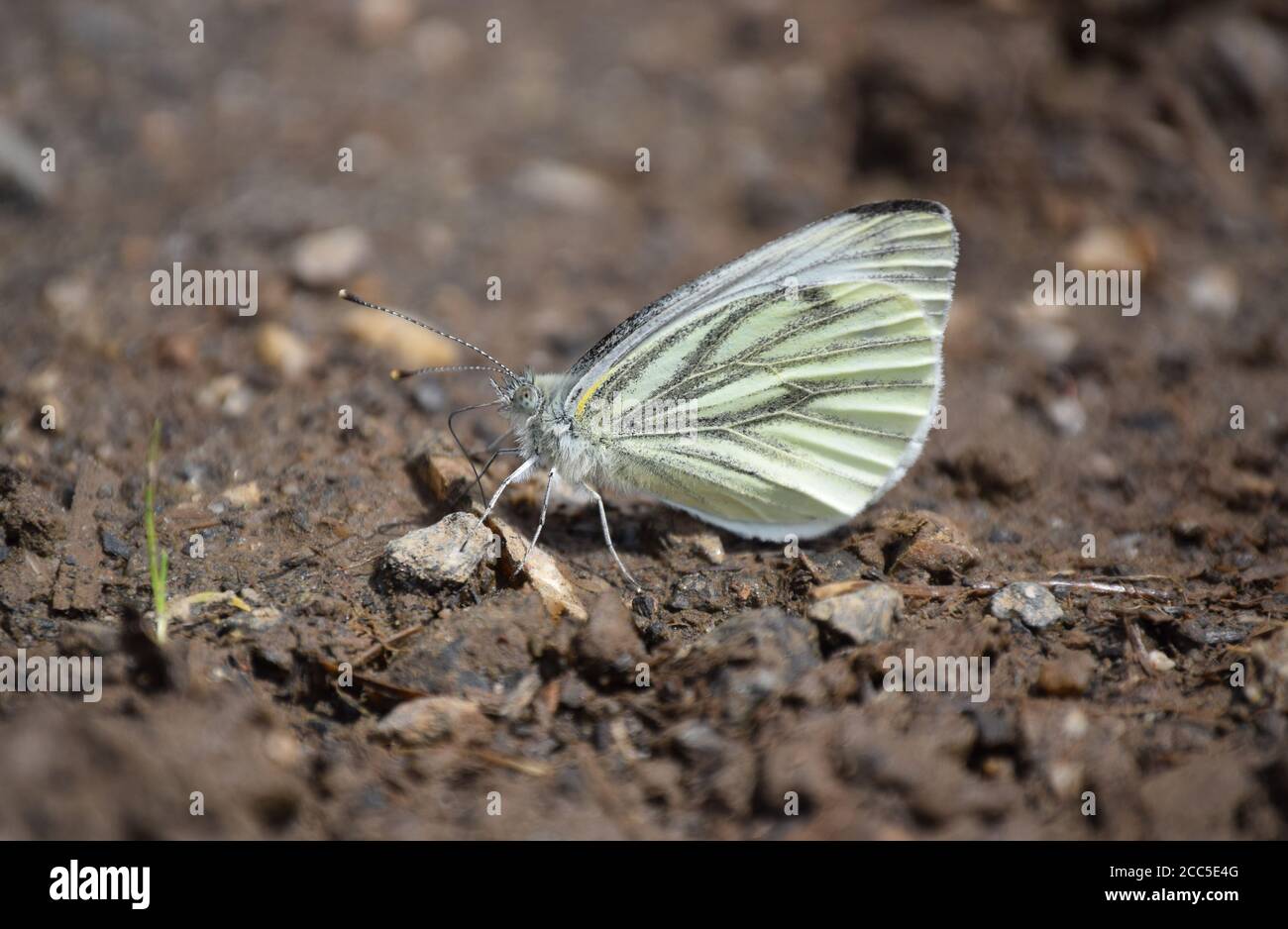 Green-Veined White on mud Stock Photo