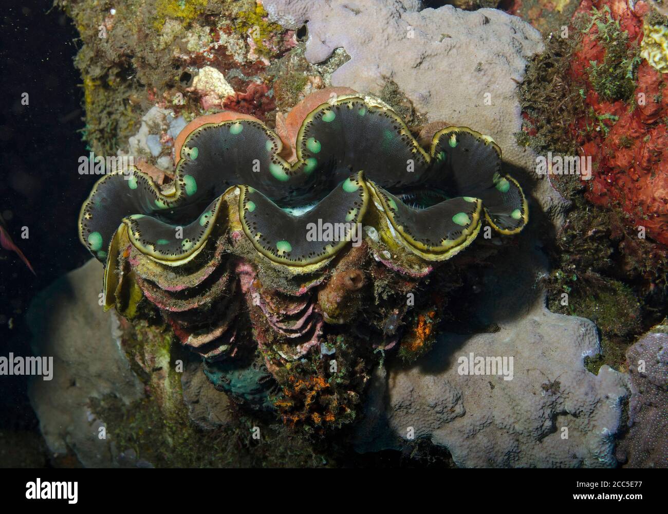 Giant Clam, Tridacna gigas, on coral reef, Tulamben, Bali, indonesia ...
