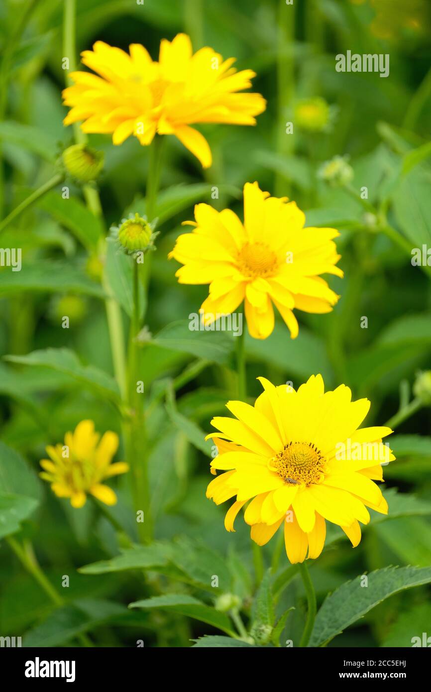 Heliopsis helianthoides var. scabra 'Waterperry Gold. American ox-eye 'Waterperry Gold'. False Sunflower Stock Photo