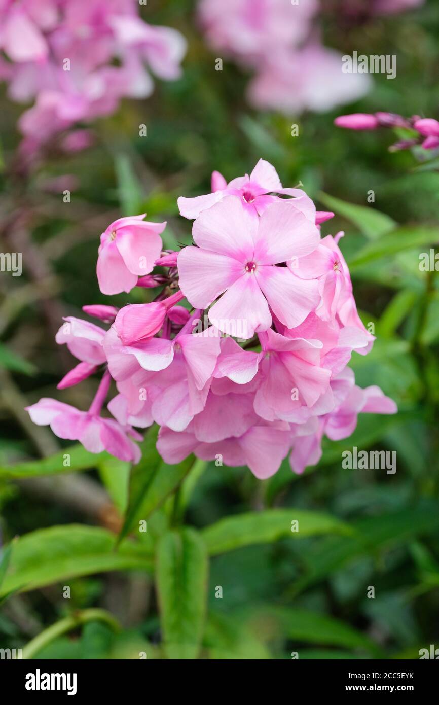 Pink flowers of Phlox paniculata 'Rosa Pastell'. Perennial phlox 'Rosa Pastell' Stock Photo