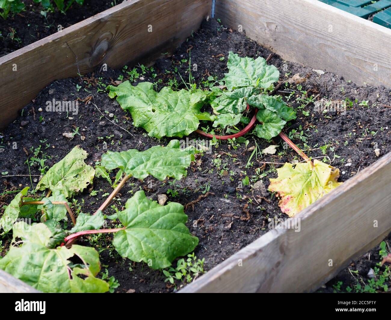 a small vegetable patch in a back garden growing rhubarb Stock Photo