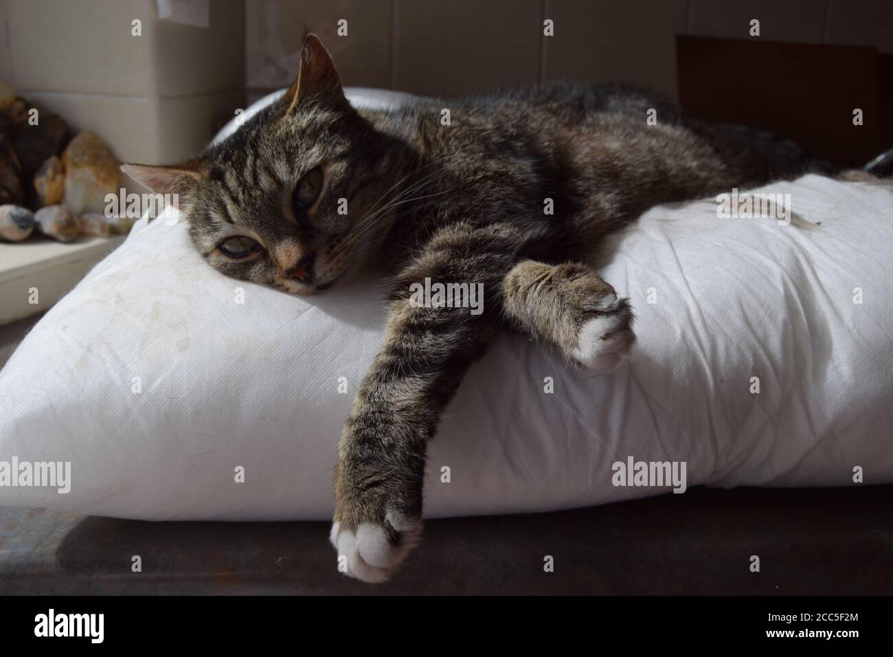 Tabby cat at rest Stock Photo