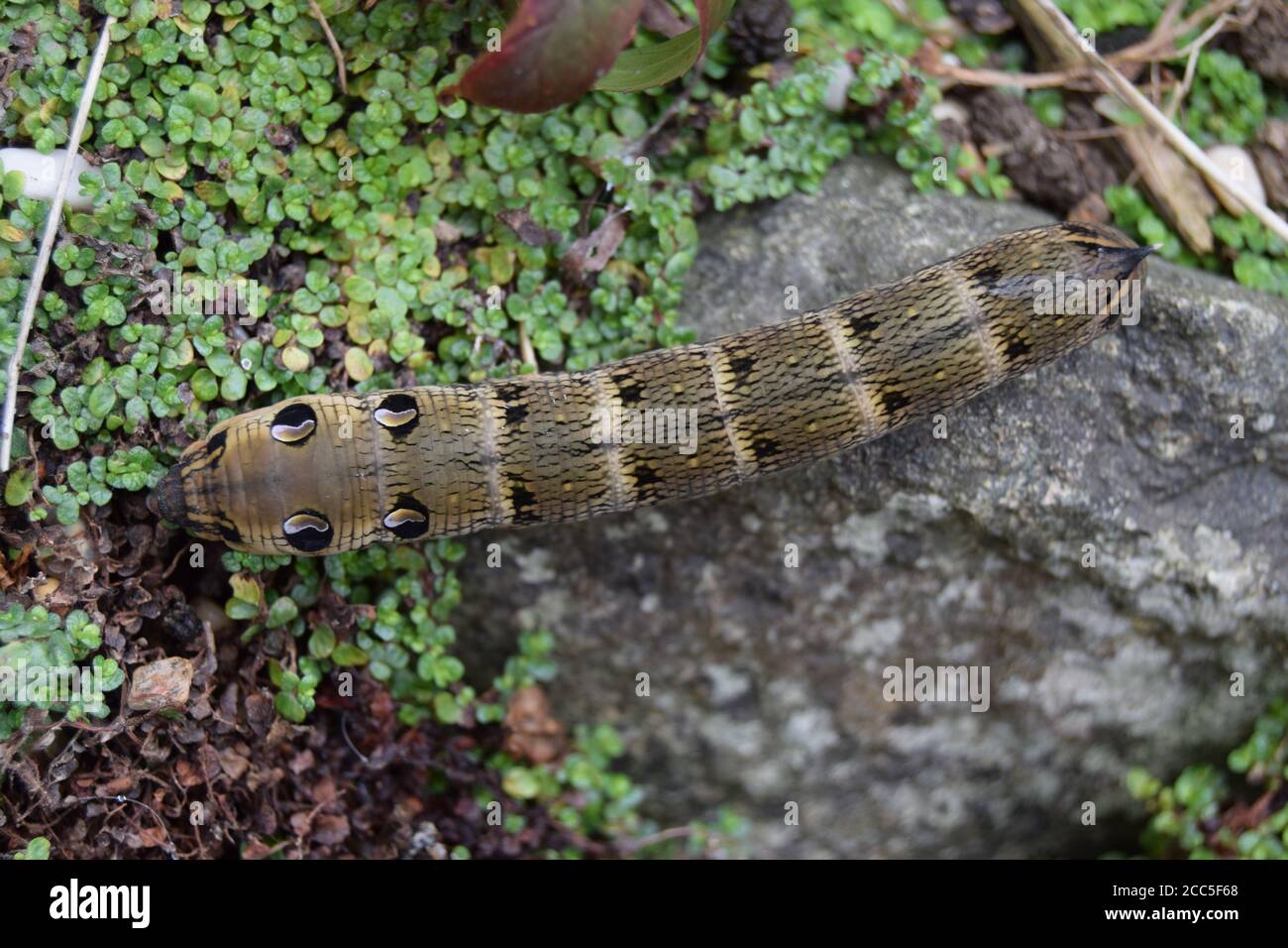 Elephant hawk-moth caterpillar from above Stock Photo