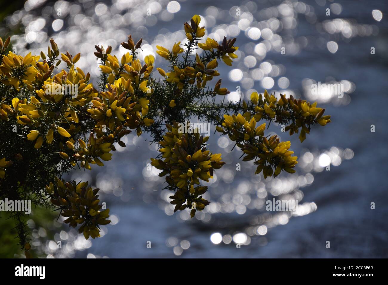 Flowering gorse and glittering water Stock Photo