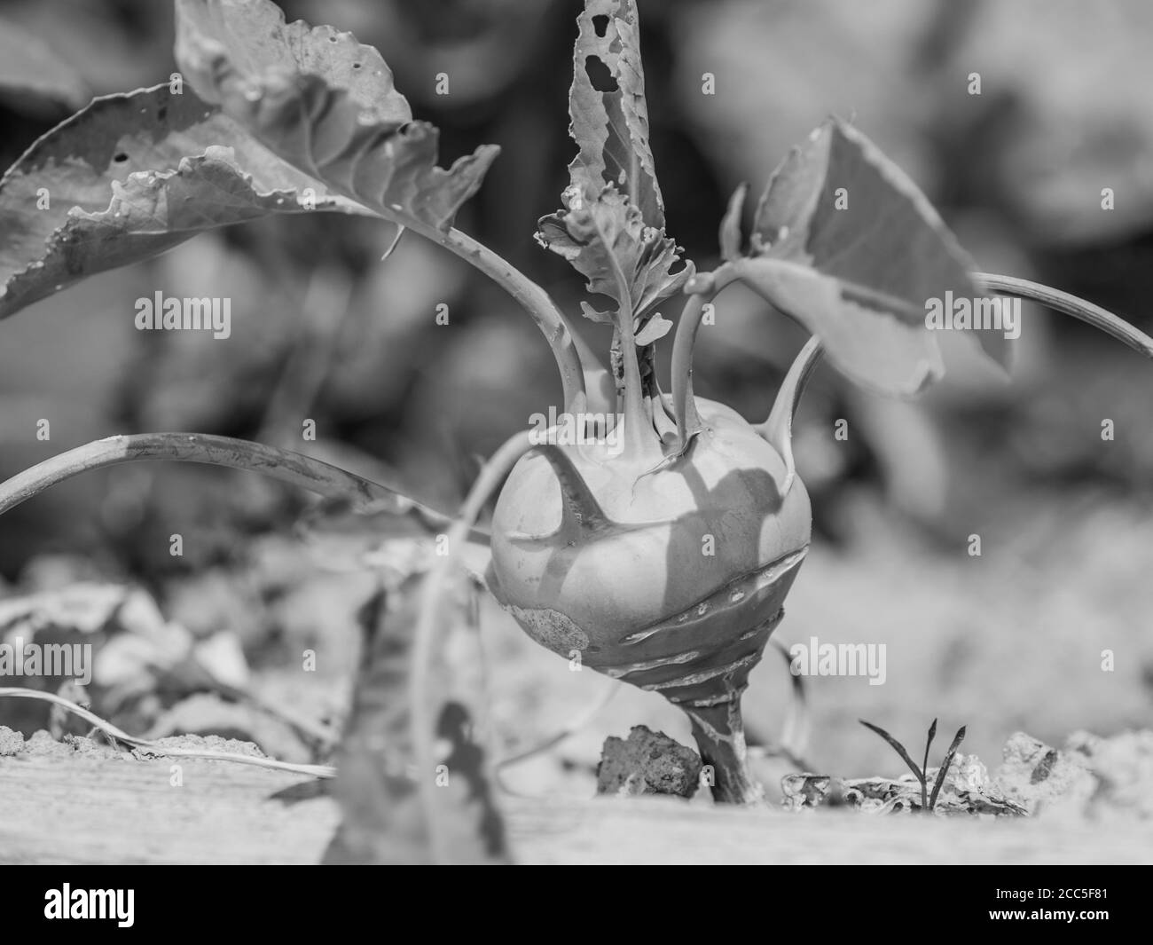 Ripe kohlrabi cabbage on the garden bed close-up in sunlight at sunny morning. Black and white photo Stock Photo
