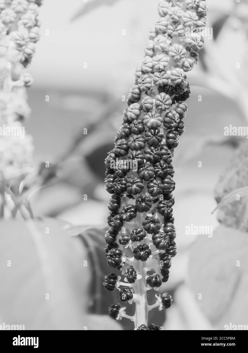 Indian pokeweed (Phytolacca acinosa). Plant has antiasthmatic, antifungal, expectorant, antibacterial and laxative properties. Black and white photo Stock Photo