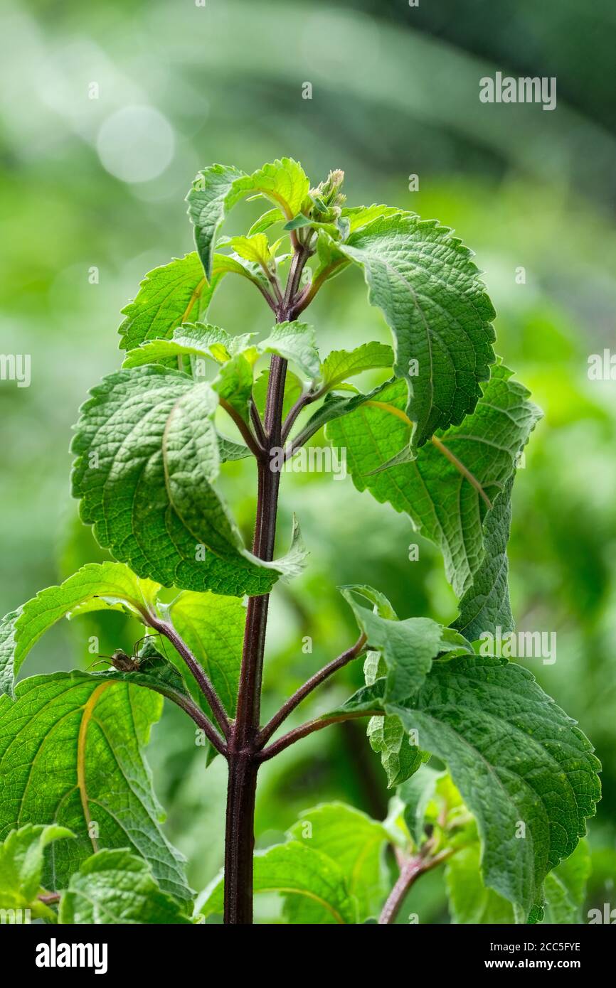 Tree basil Ocimum gratissimum, also known as clove basil and African basil. Medicinal plant used to combat acne. Green foliage, growing plant Stock Photo