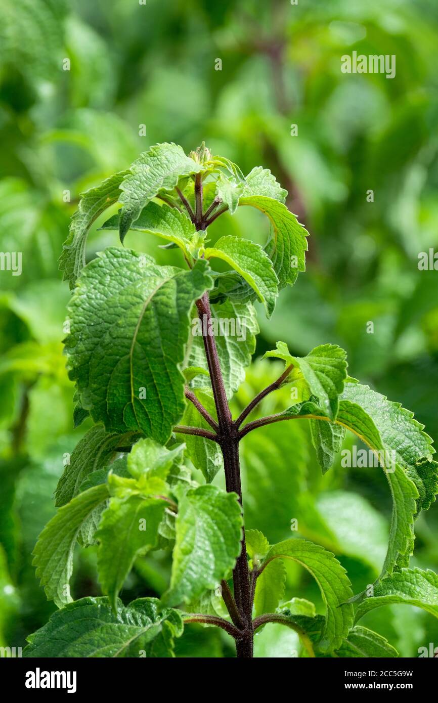 Tree basil Ocimum gratissimum, also known as clove basil and African basil. Medicinal plant used to combat acne. Green foliage, growing plant Stock Photo
