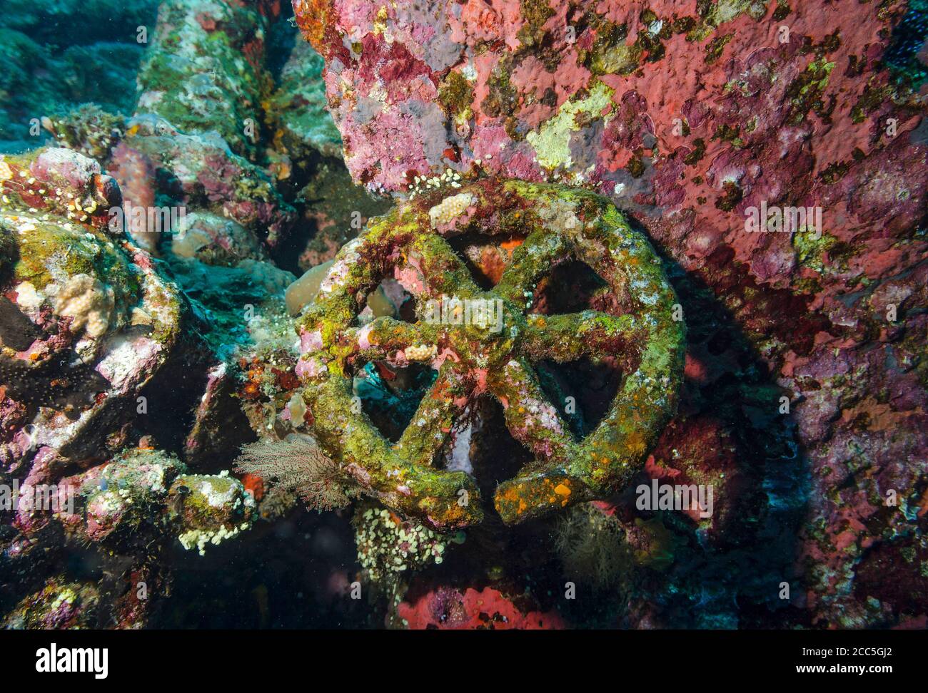 Detail of coral colonisation on Liberty wreck, Tulamben, Bali Stock Photo