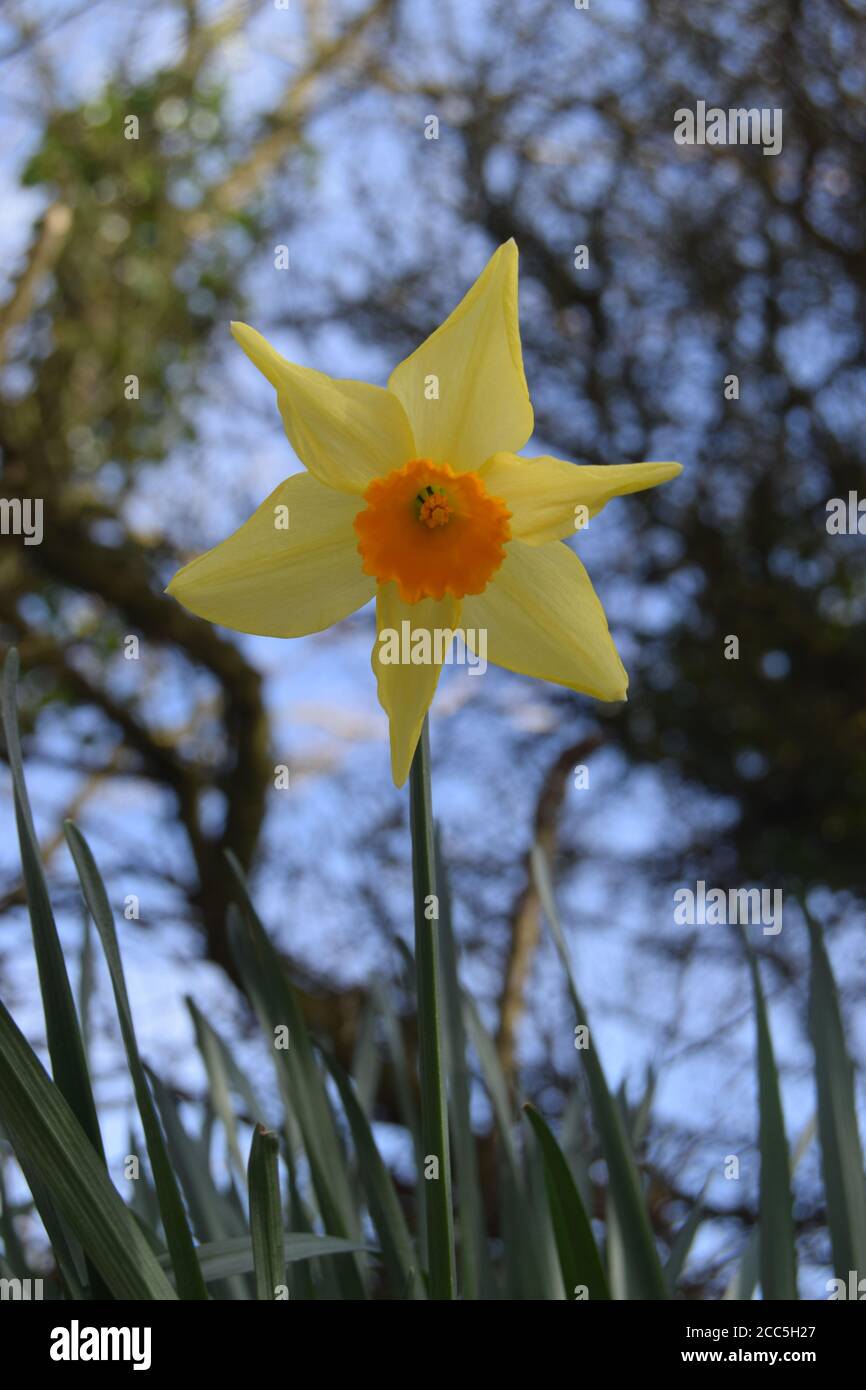 Daffodil against branches and blue sky Stock Photo