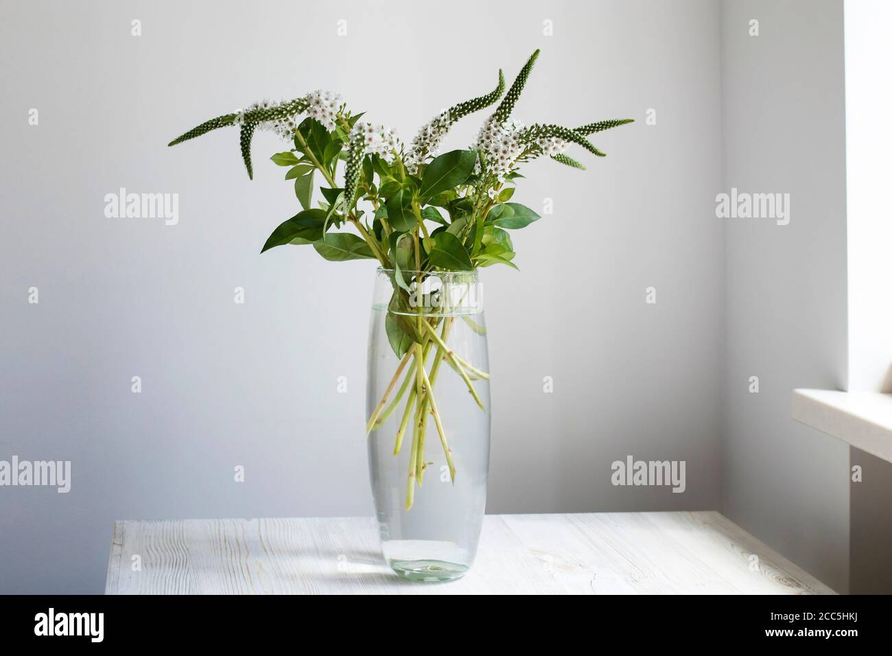 A bouquet of white veronica with white bells in a tall narrow vase on a grey table on the white background. Stock Photo