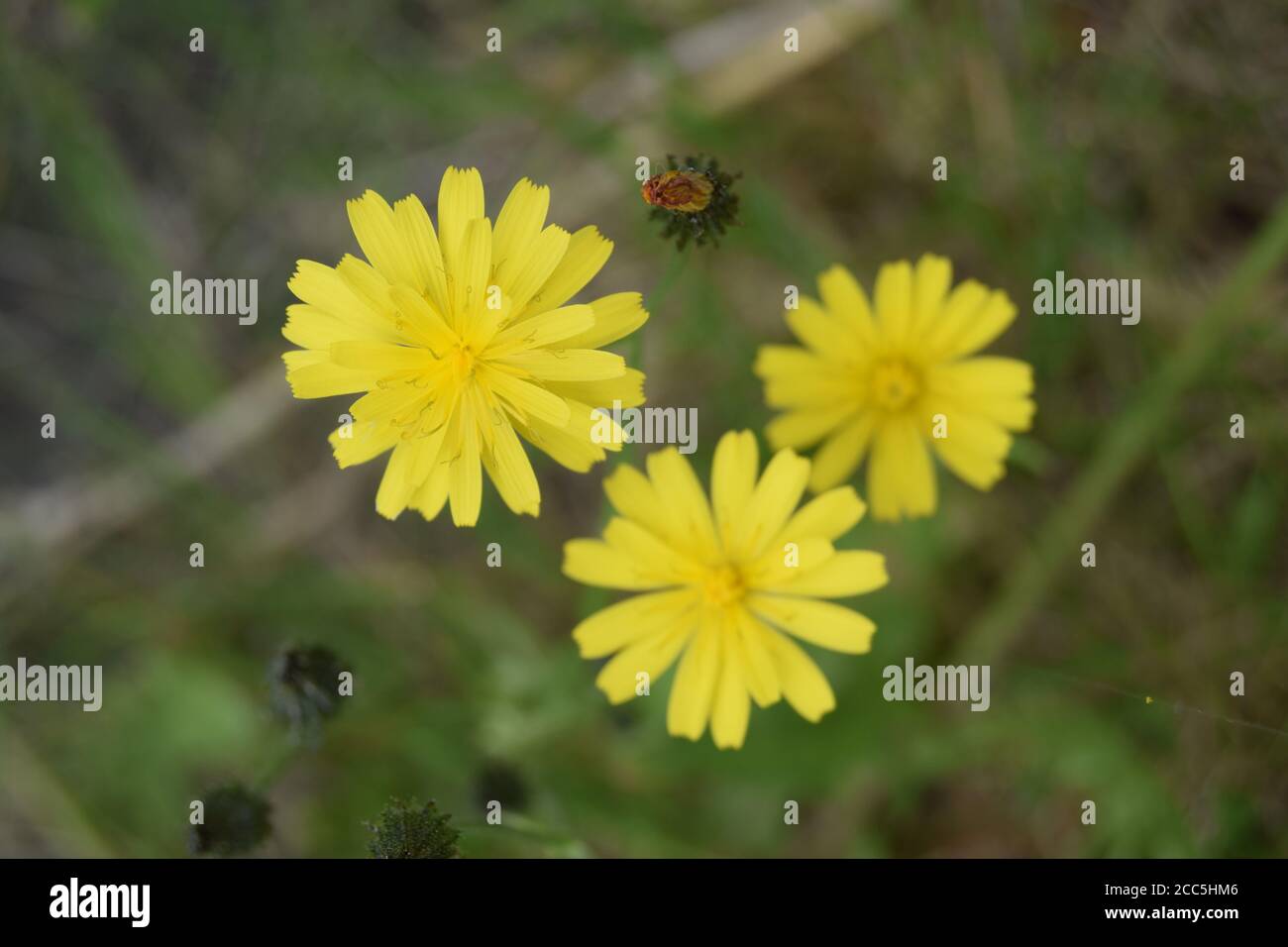 Yellow Fox and Cubs wildflower Stock Photo