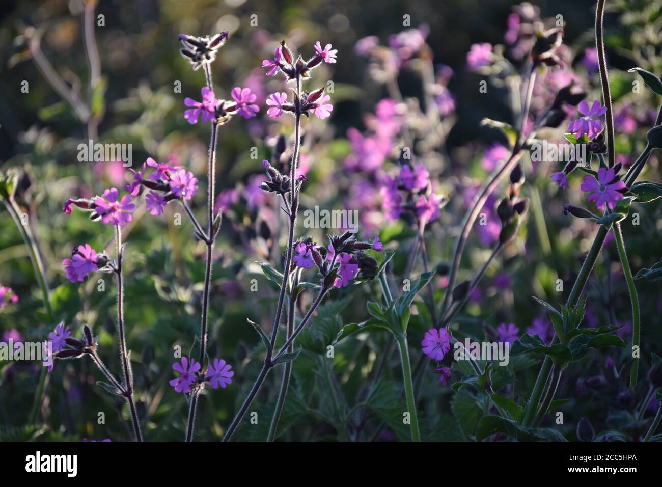 Red Campion in low sun Stock Photo