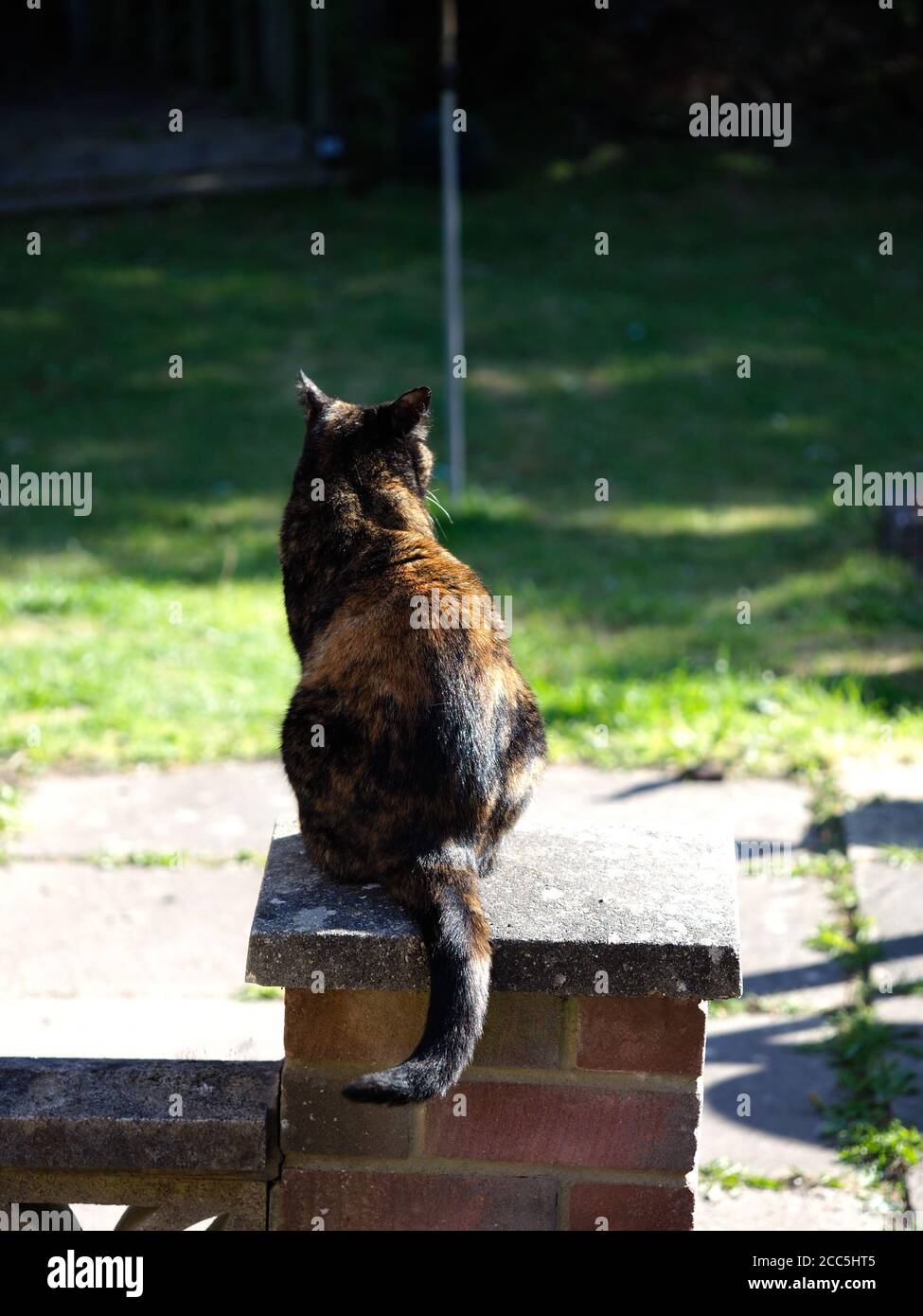 tortoiseshell cat sat on garden wall seen from behind Stock Photo