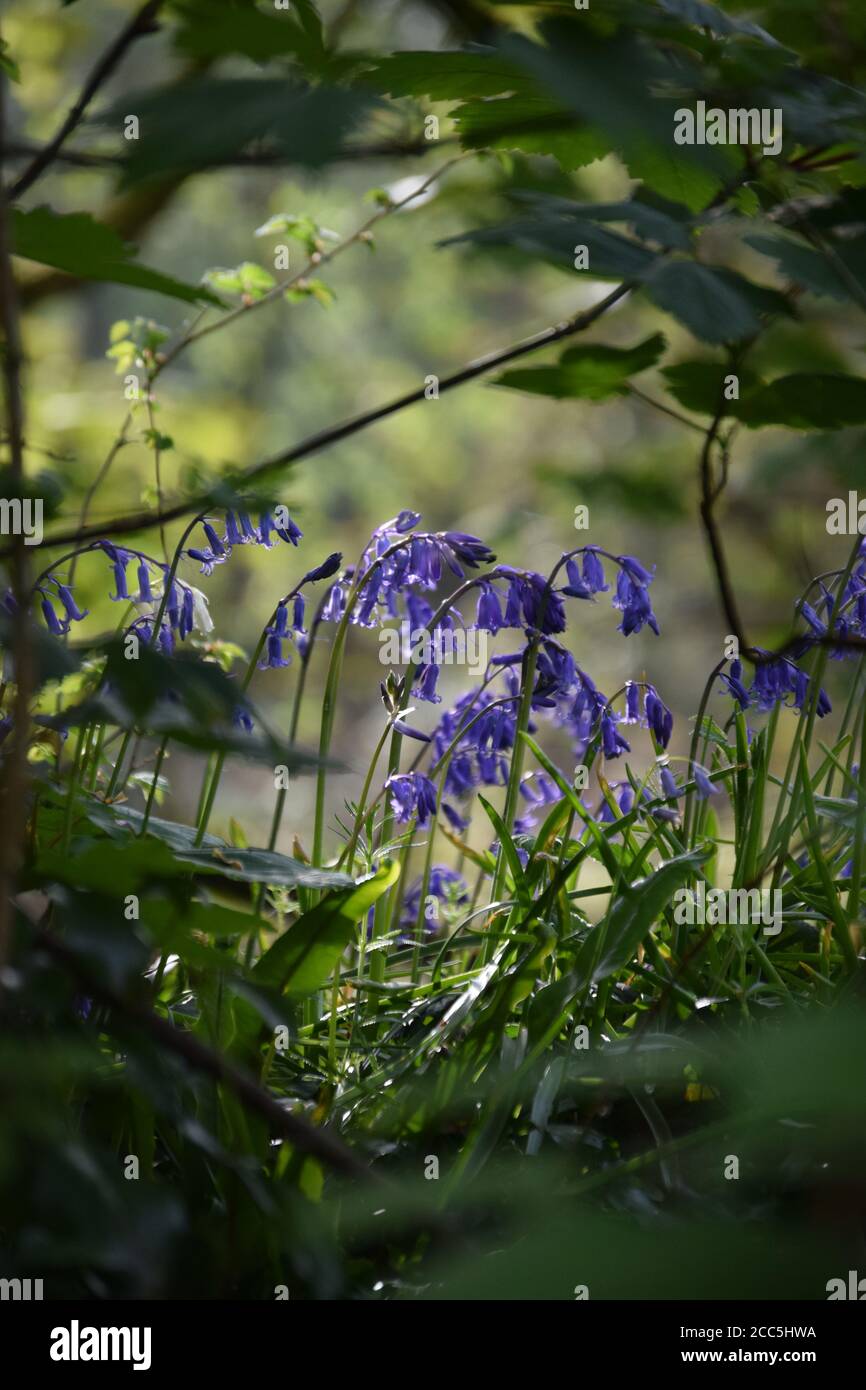 patch of bluebells through trees Stock Photo