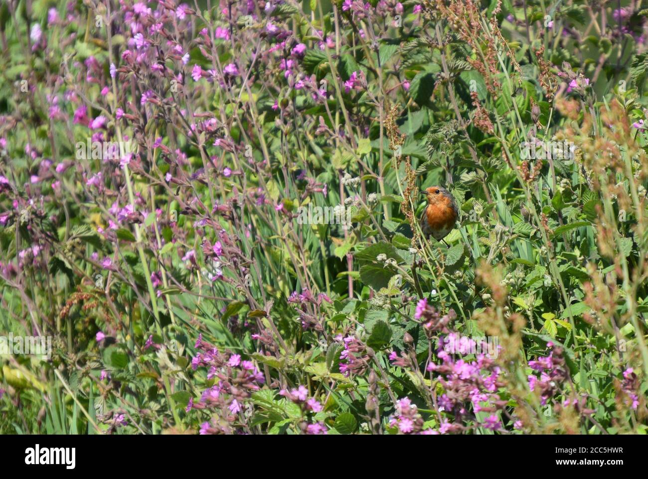 robin redbreast and wildflowers Stock Photo