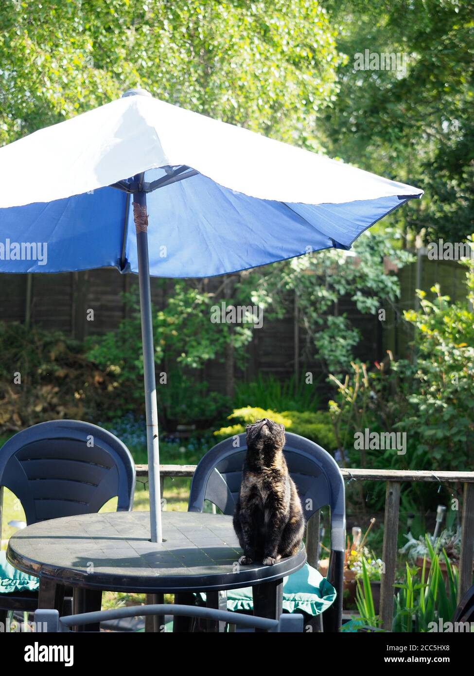 tortoiseshell cat sat on garden table under umbrella sniffing the air Stock Photo