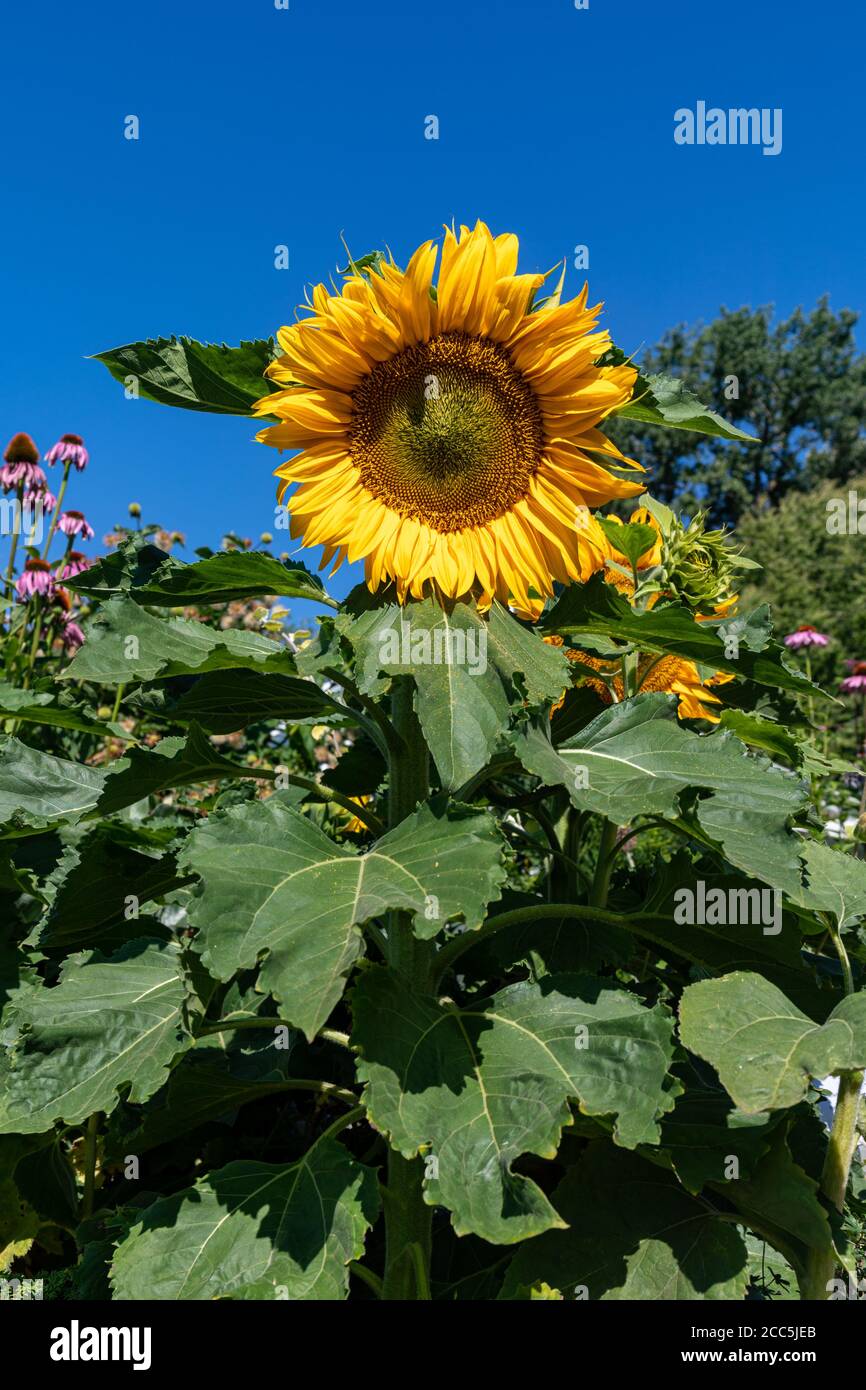 Helianthus annuus, the common sunflower, against clear blue sky Stock Photo