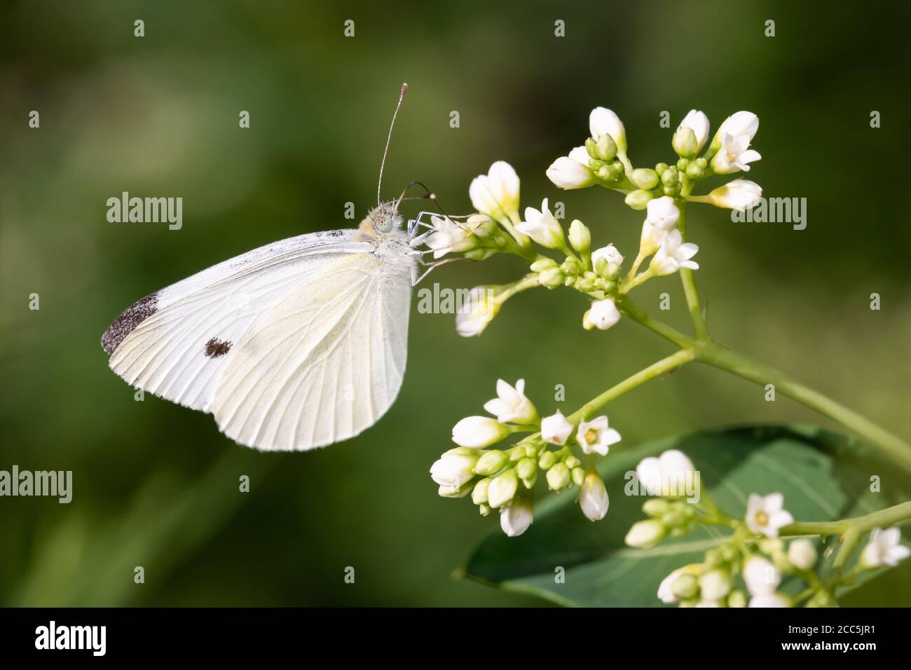 A Cabbage White butterfly perches on bedstraw in Taylor Creek Park, Toronto, Ontario. Stock Photo
