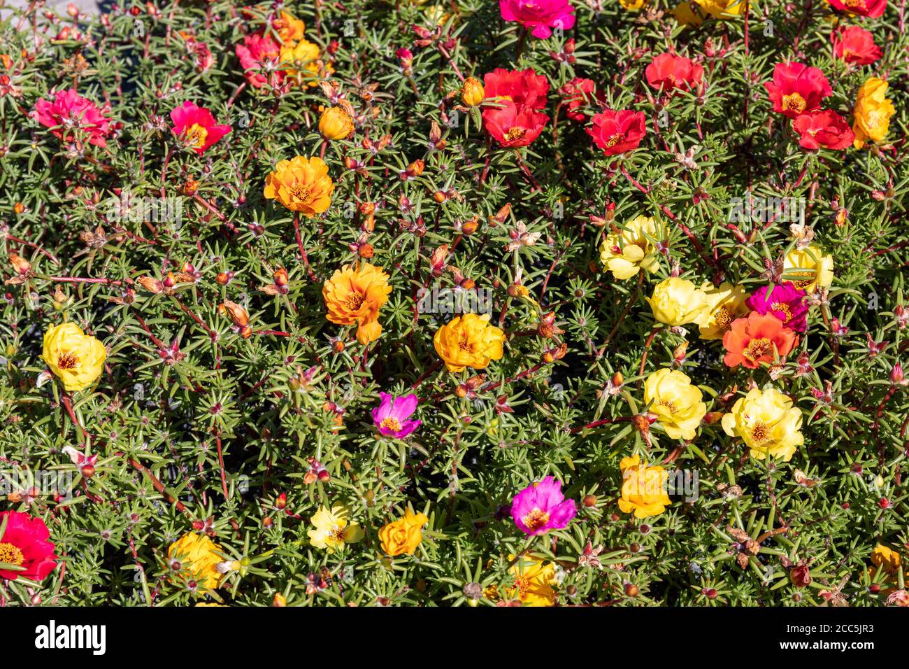 Mixed colors of Portulaca grandiflora flowers Stock Photo
