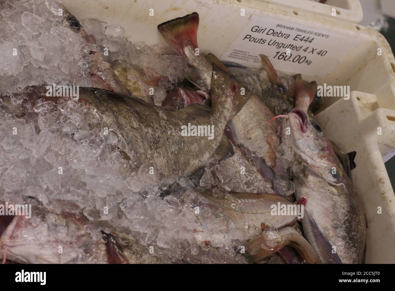 brixham fish box Catch of the day The message from this one