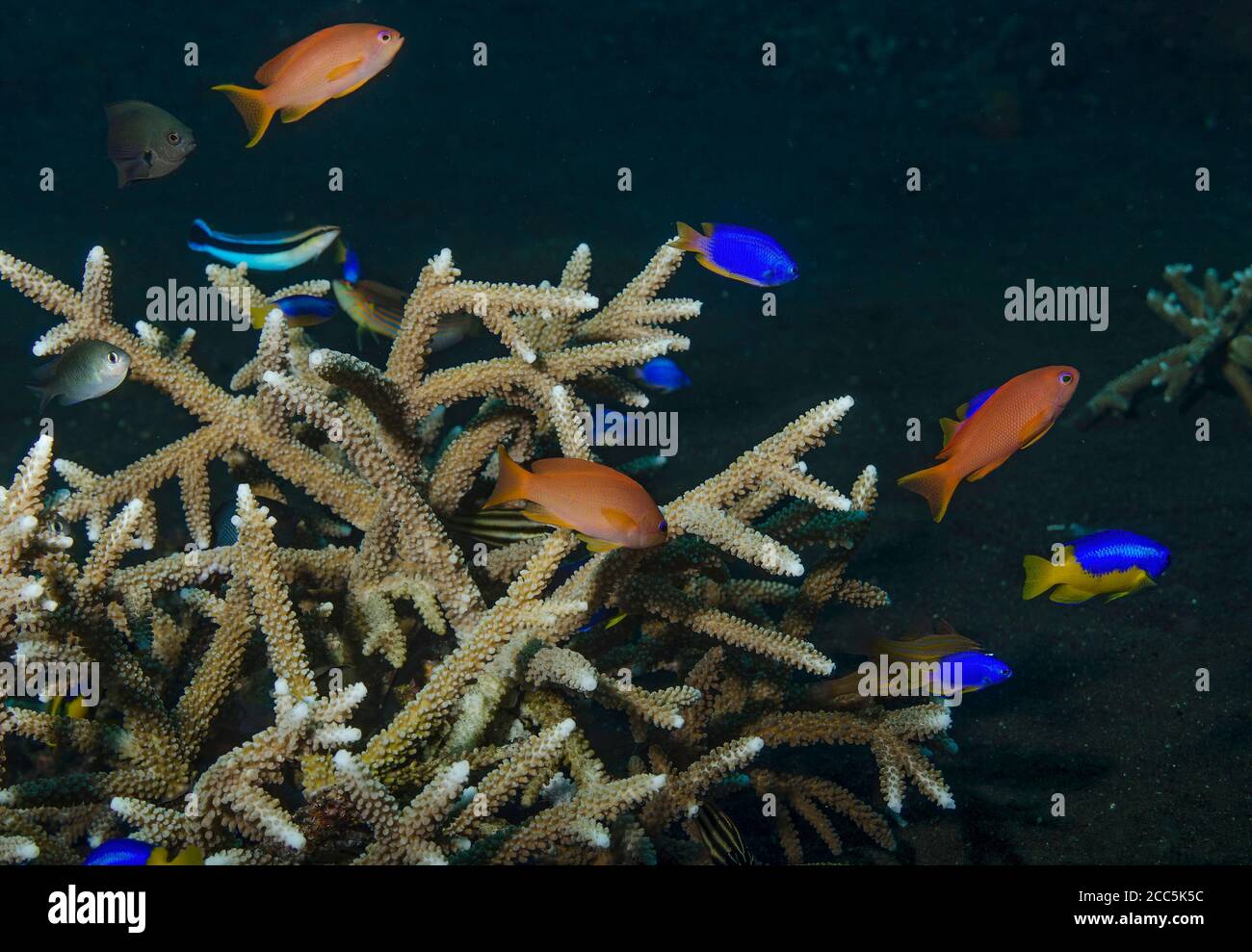 Anthias and yellowtail damselfish using staghorn coral as protection, Tulamben, Bali Stock Photo