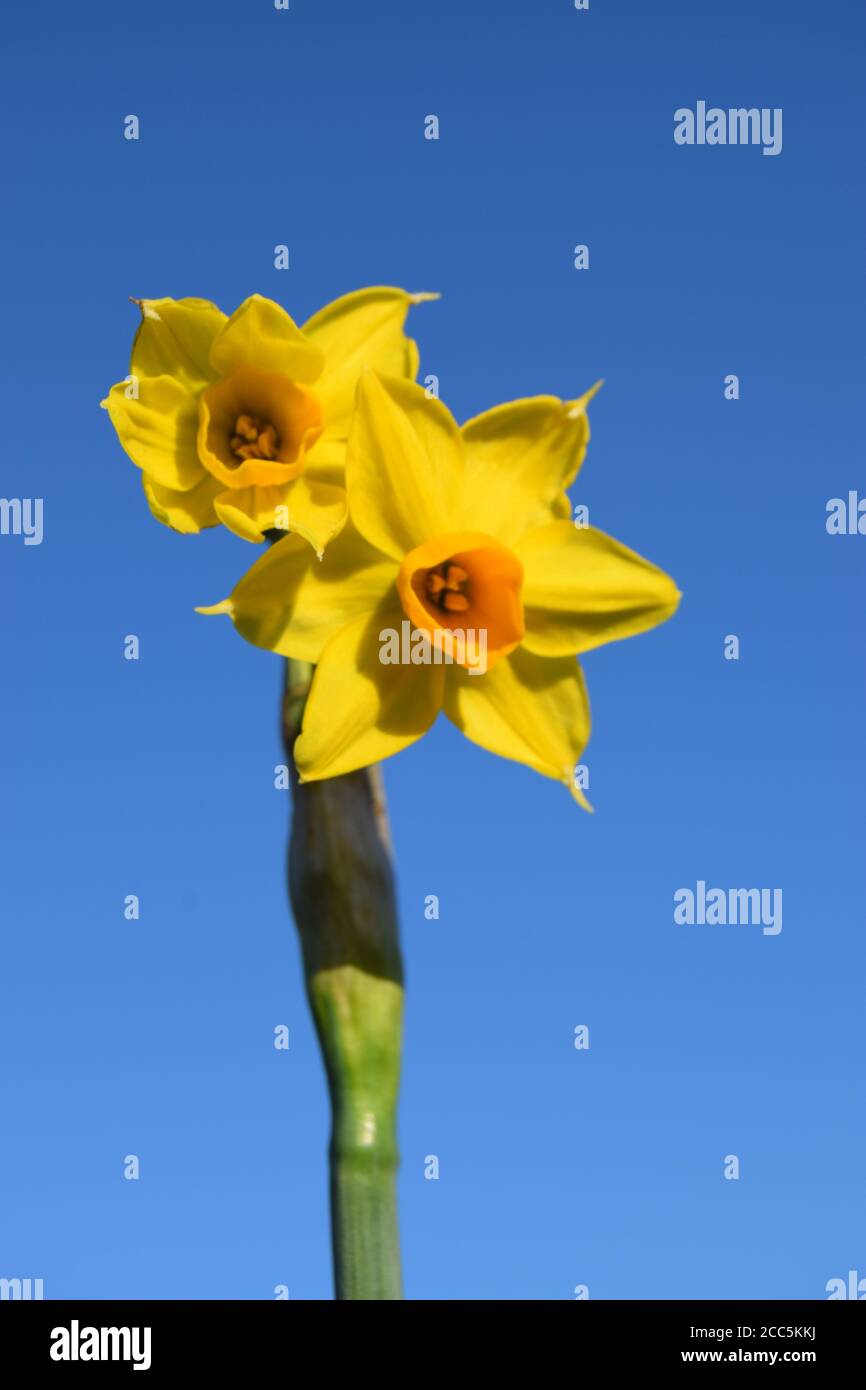 Yellow daffodils contrasted with sky hires stock photography and images Alamy
