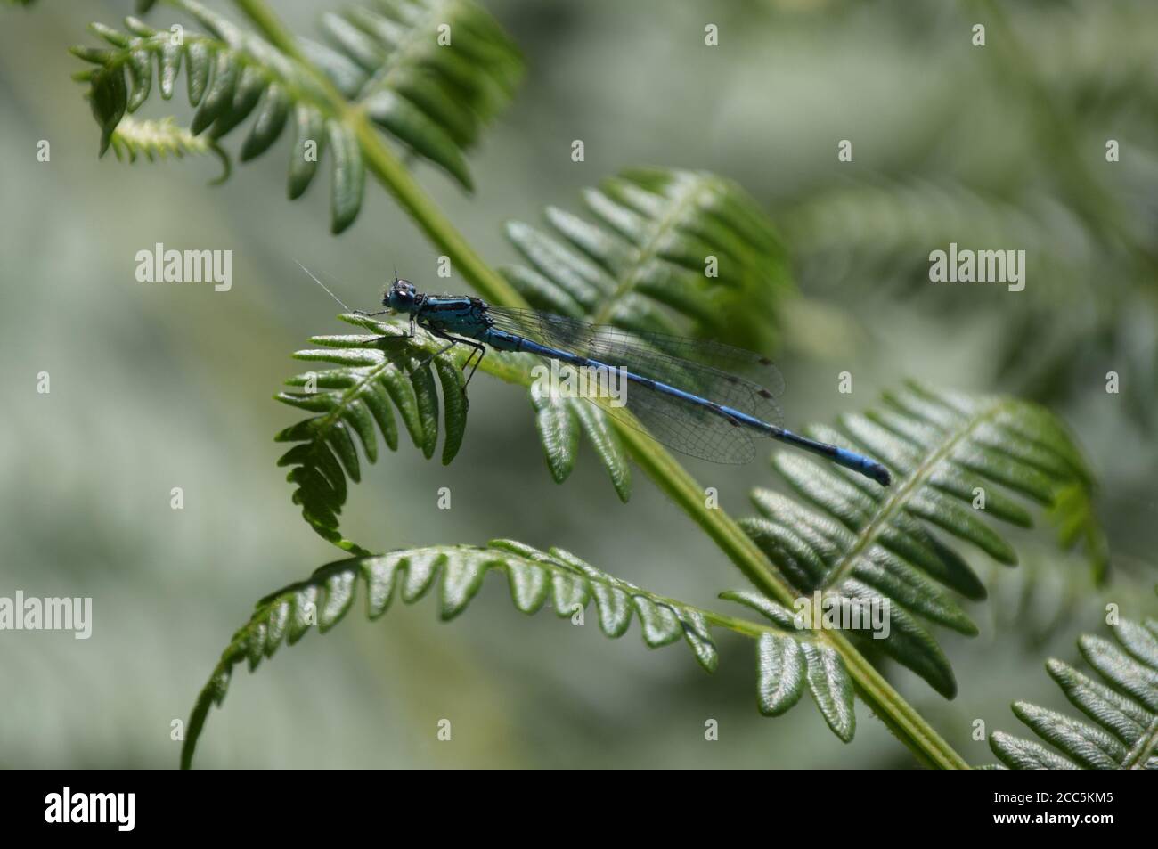 Common Blue Damselfly on fern Stock Photo