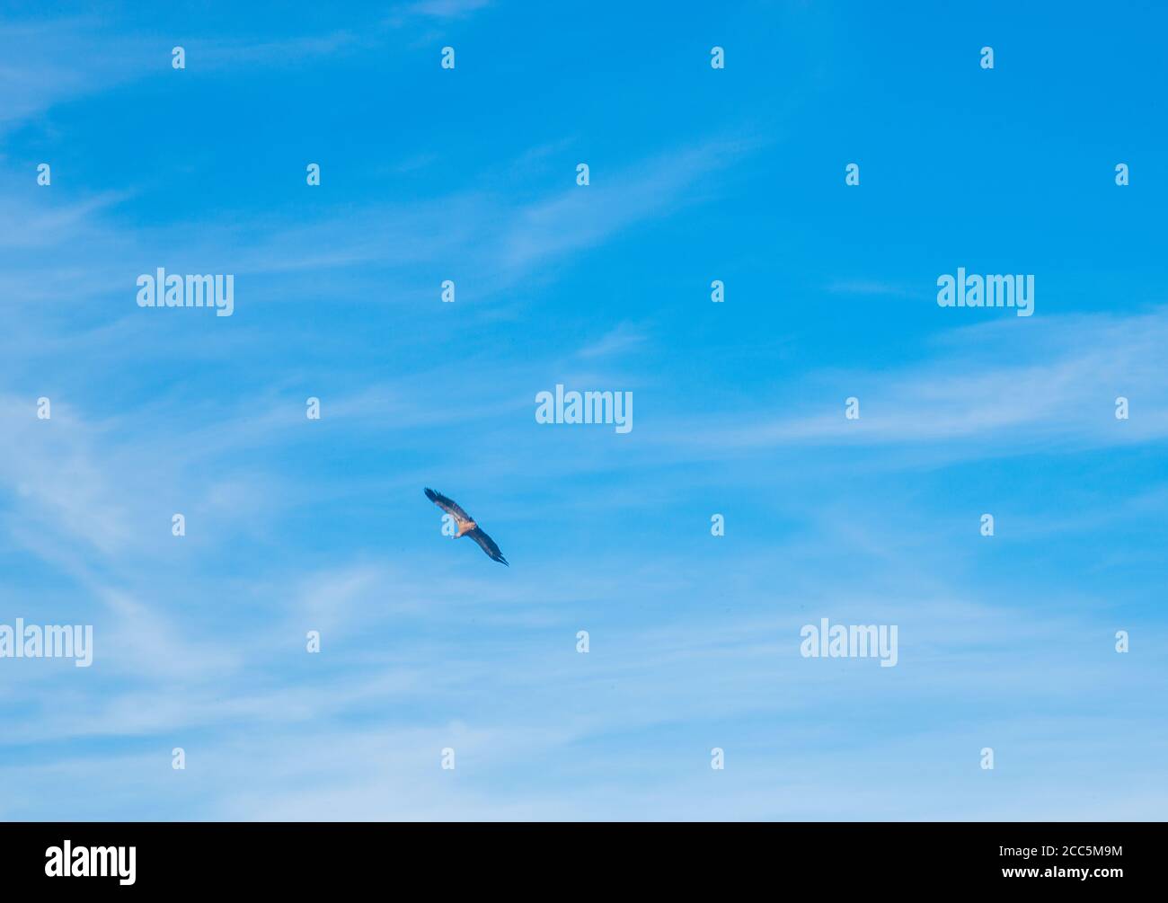 Vulture flying against blue sky. Stock Photo
