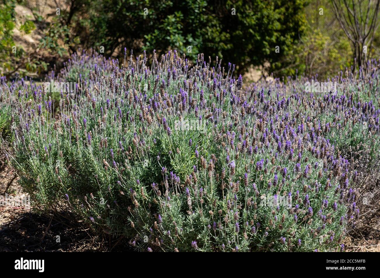 Lavender flowers (Lavandula dentata - species of flowering plant, Lamiaceae family) cultivated in the agriculture fields of Cunha, Sao Paulo, Brazil. Stock Photo