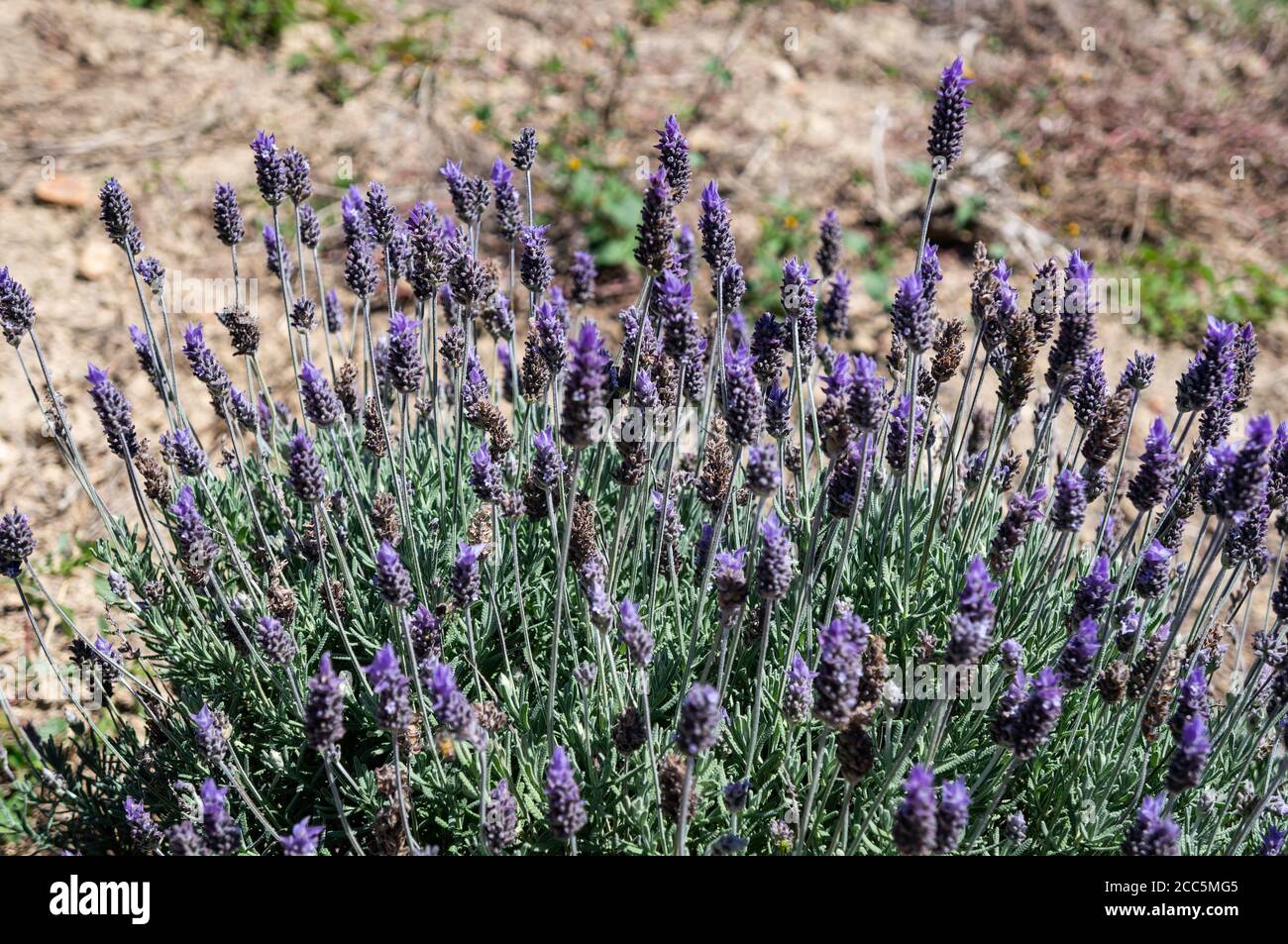 Lavender flowers (Lavandula dentata - species of flowering plant, Lamiaceae family) cultivated in the agriculture fields of Cunha, Sao Paulo, Brazil. Stock Photo