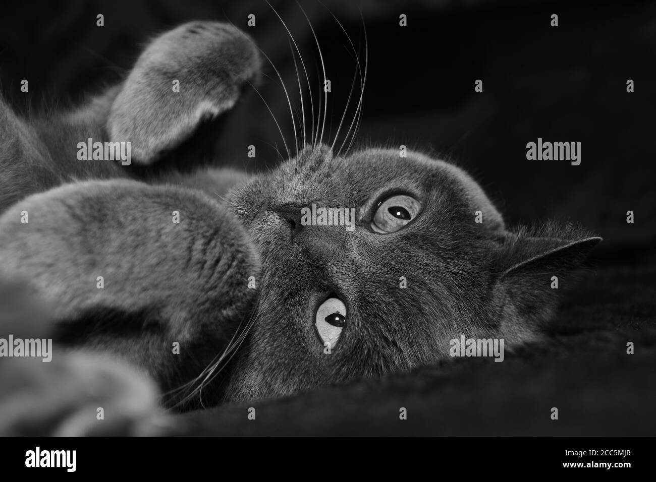 British blue cat taking a nap Stock Photo