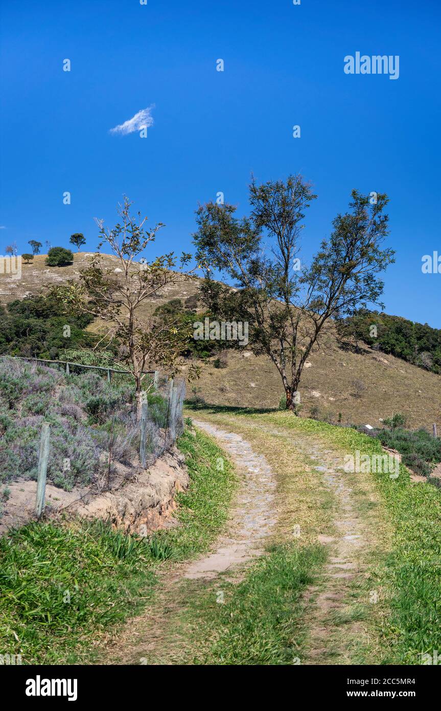 An uphill left curved dirt path that goes around the lowest lavender fields plantation (Lavandula dentata) in 'O Lavandario' farm, near ranch entrance Stock Photo