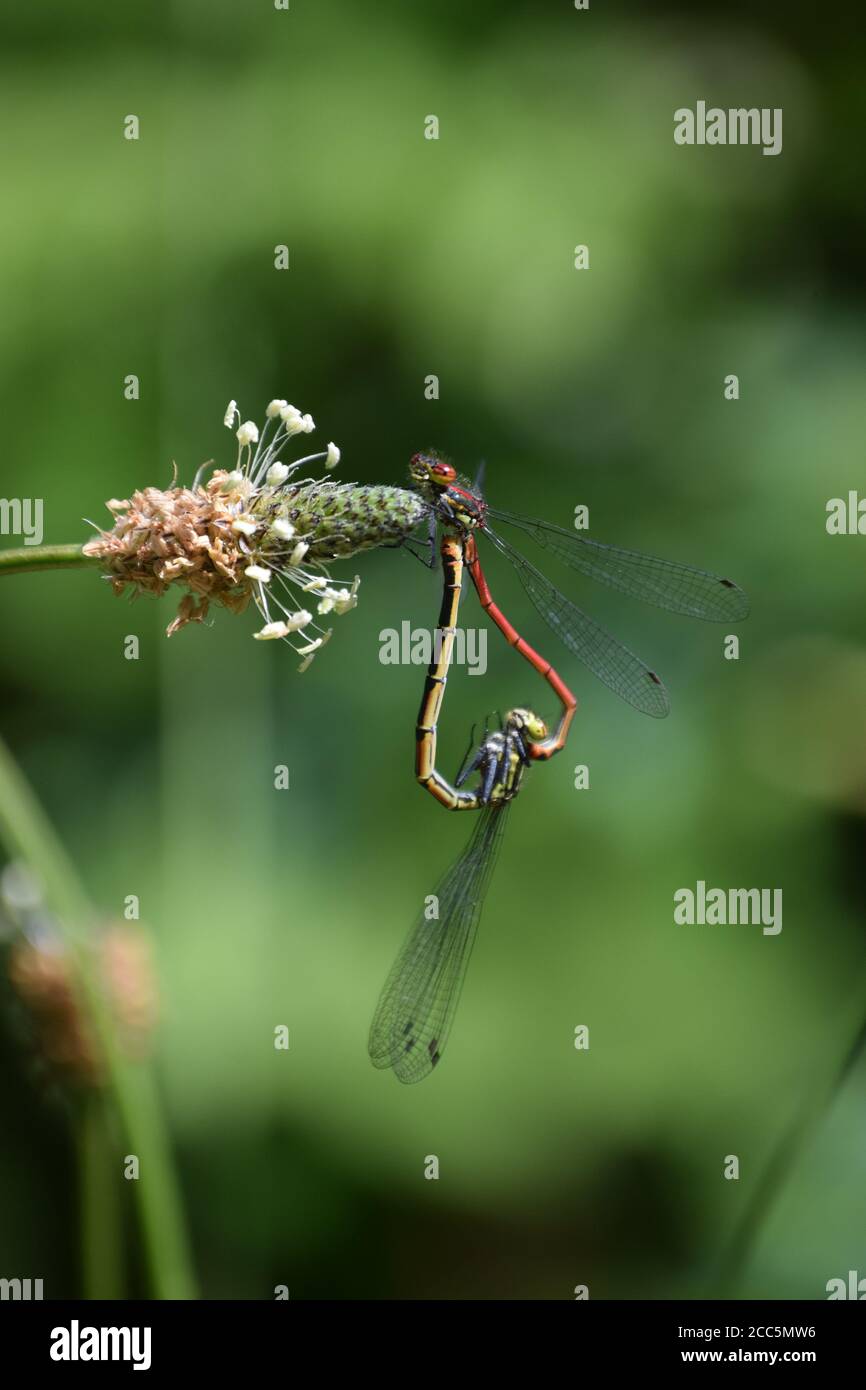 Large Red Damselflies mating portrait Stock Photo