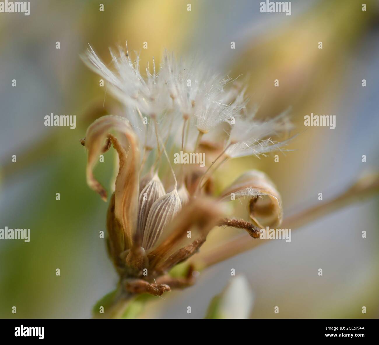 Macrophotography of lettuce seeds in their flower Stock Photo