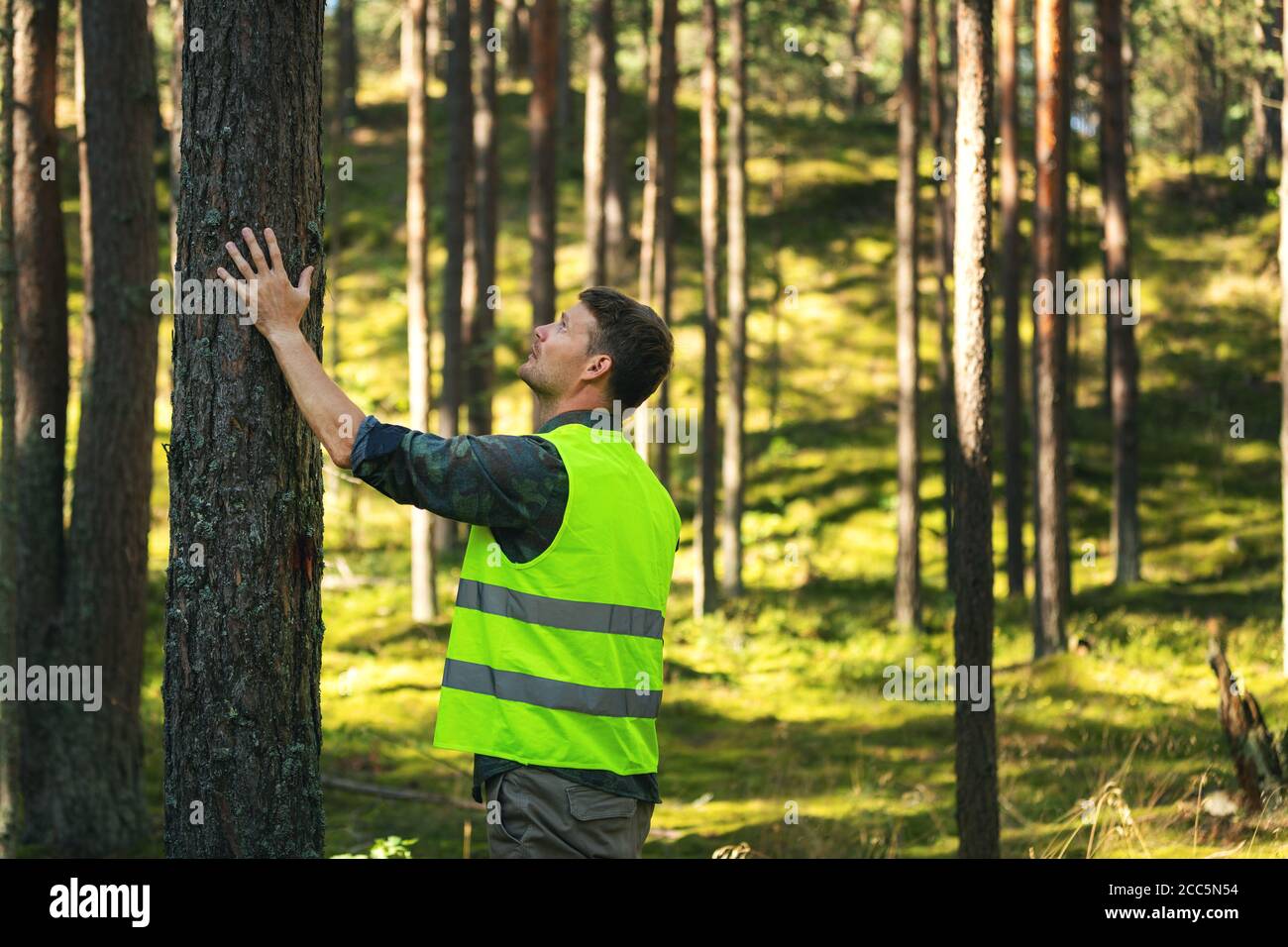 forest engineering and management, renewable resources - forester checking quality of pine tree Stock Photo