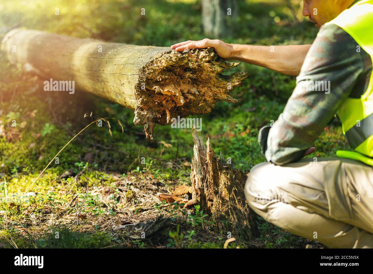 forestry worker inspecting old fallen tree in the forest Stock Photo