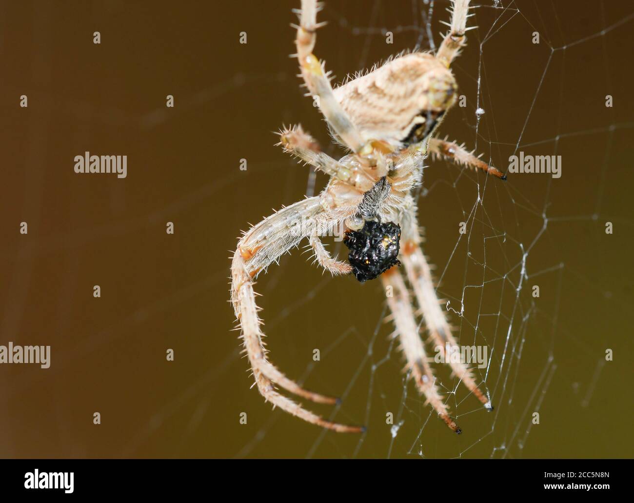 Close-up of cross spider in its spider web feeding on a prey. Stock Photo