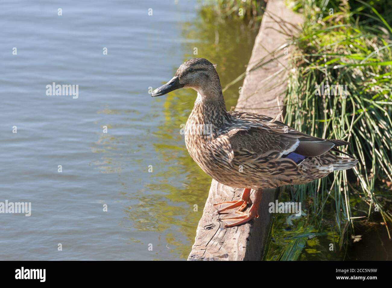closeup of a female mallard duck at the waters edge Stock Photo
