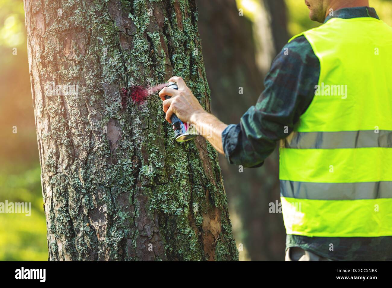 logging industry - forestry engineer marking tree trunk with red spray for cutting in deforestation process Stock Photo