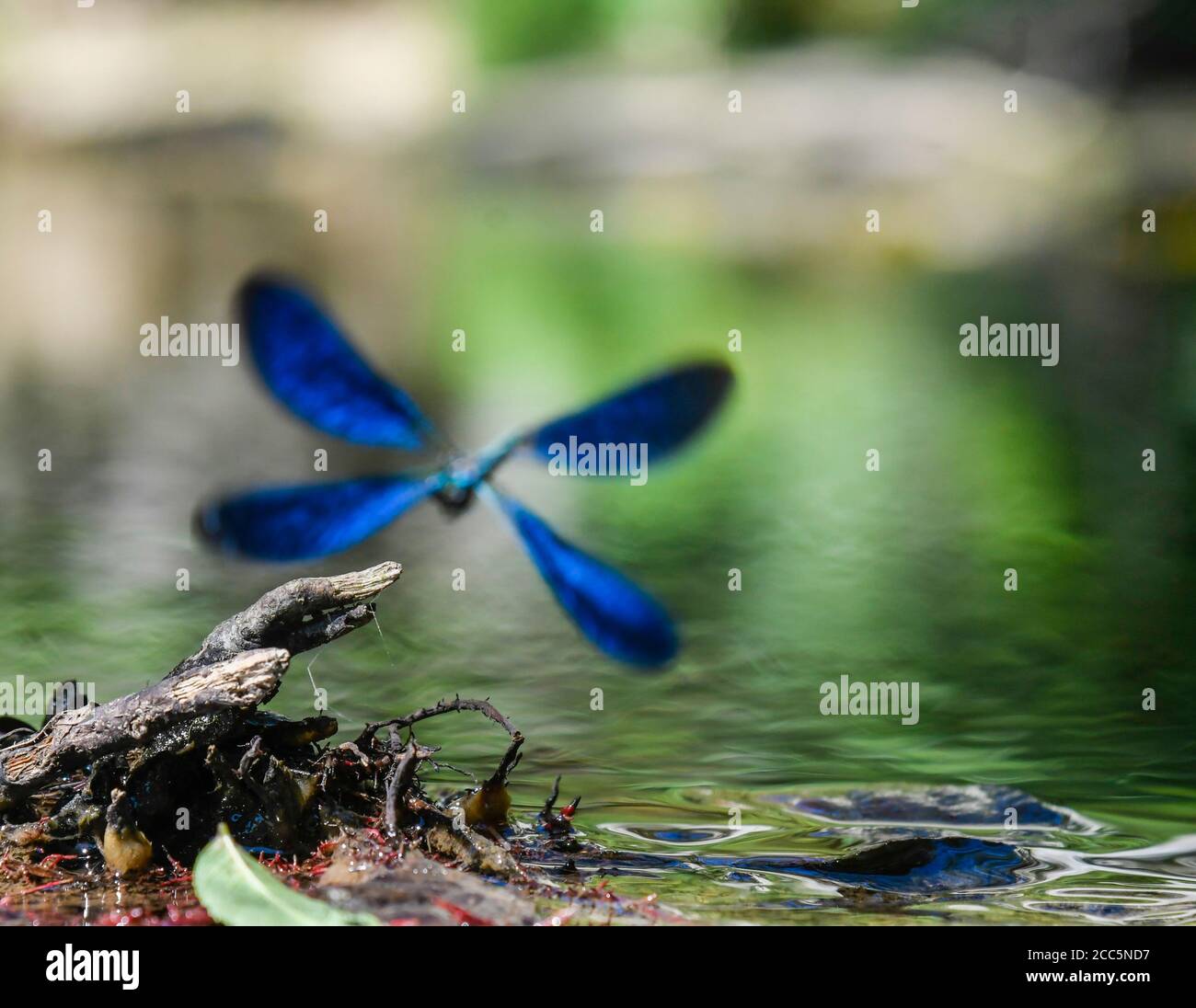 Silhouette of male damselfly in flight over his perch Stock Photo