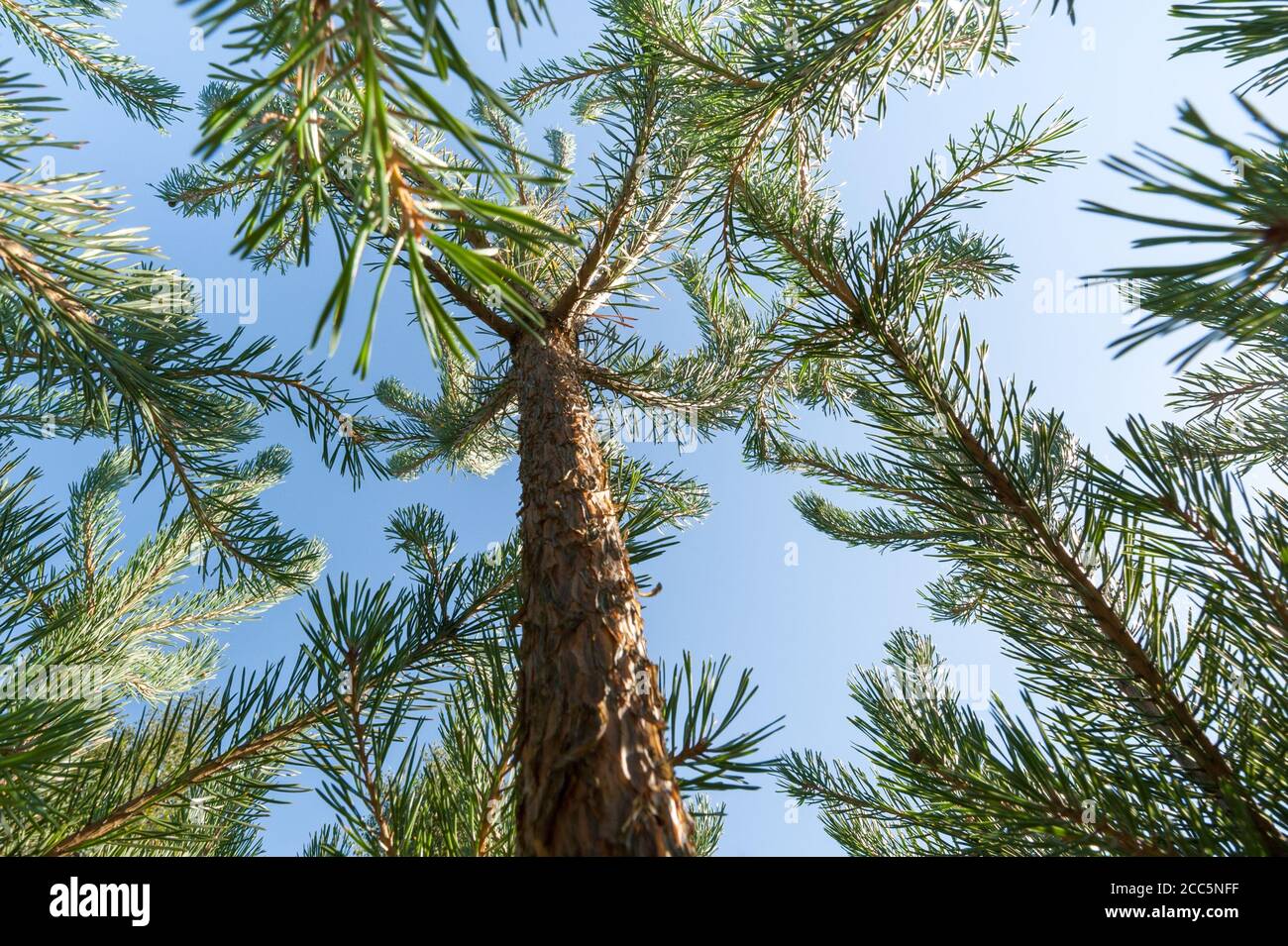 young sapling pine trees against a bright blue sky Stock Photo