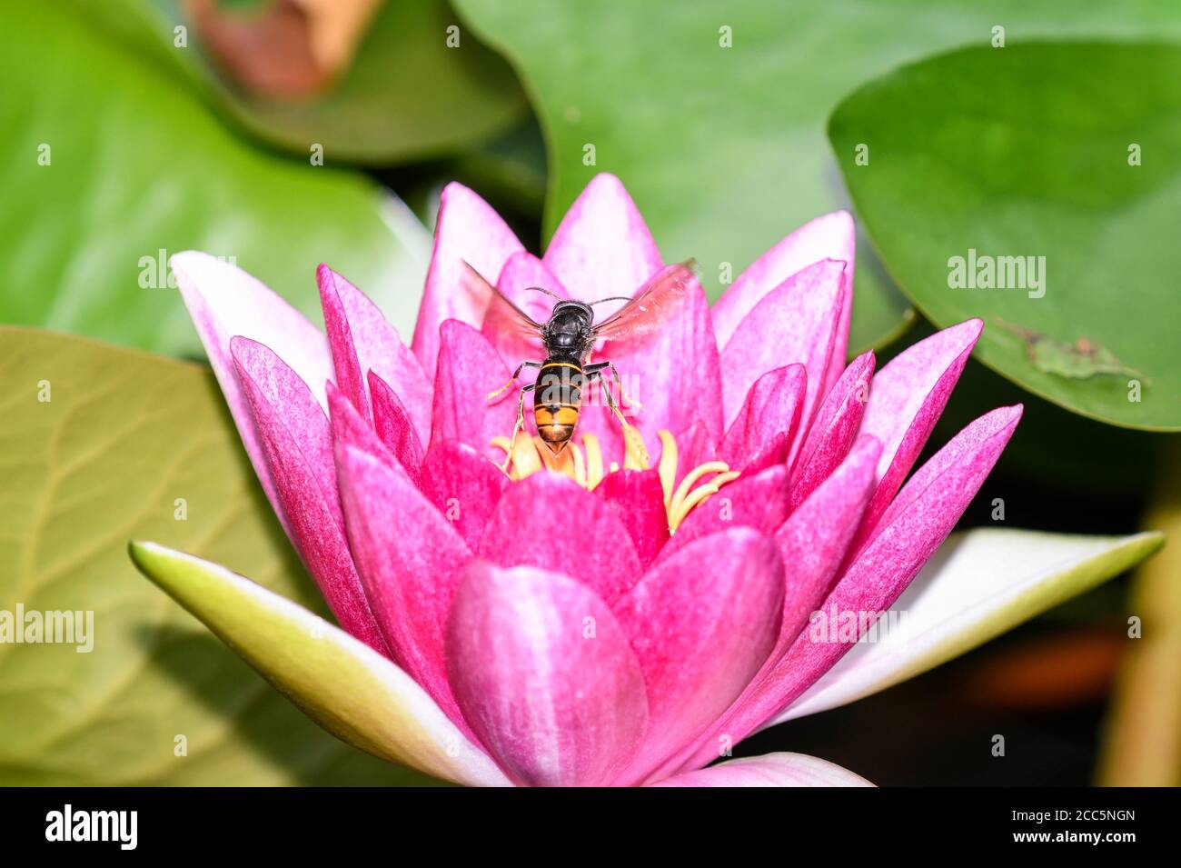Asian wasp in flight over the flowers of a water lily Stock Photo