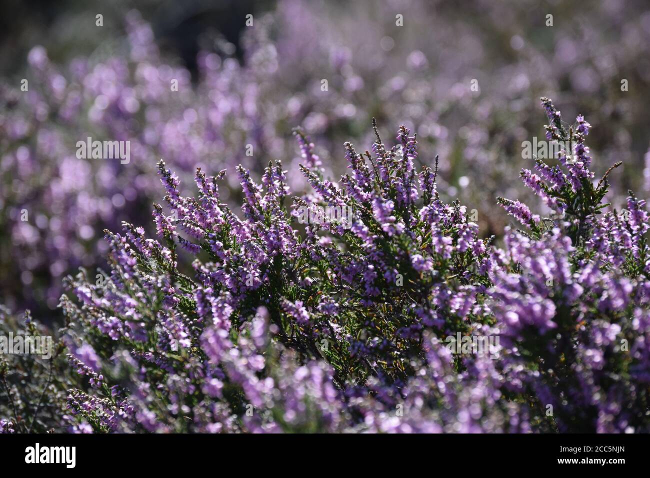 lavender in sunlight Stock Photo