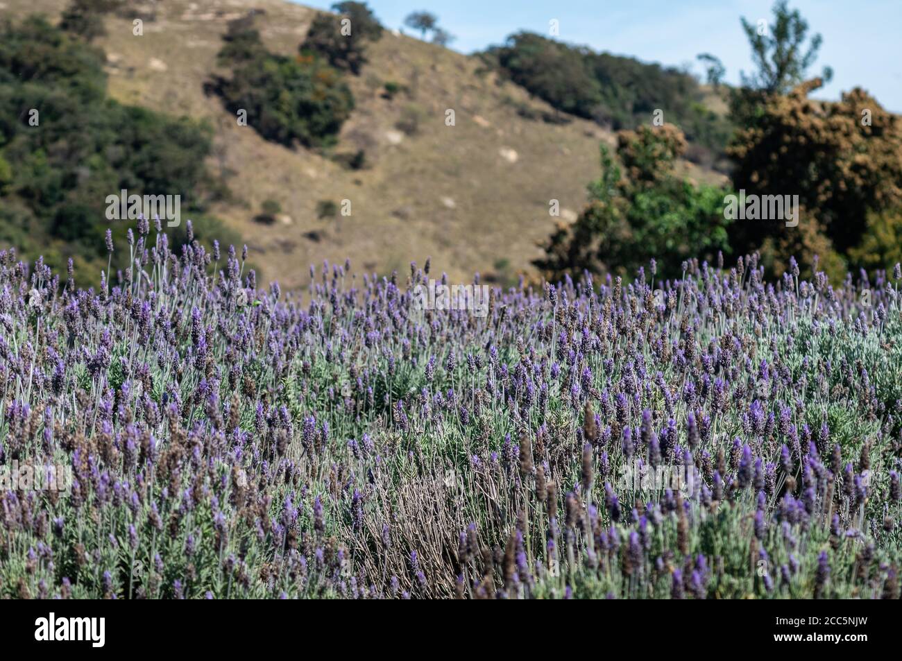 Close up of some Lavender flowers (Lavandula dentata - species of flowering plant - Lamiaceae family) cultivated in the agriculture fields of Cunha. Stock Photo