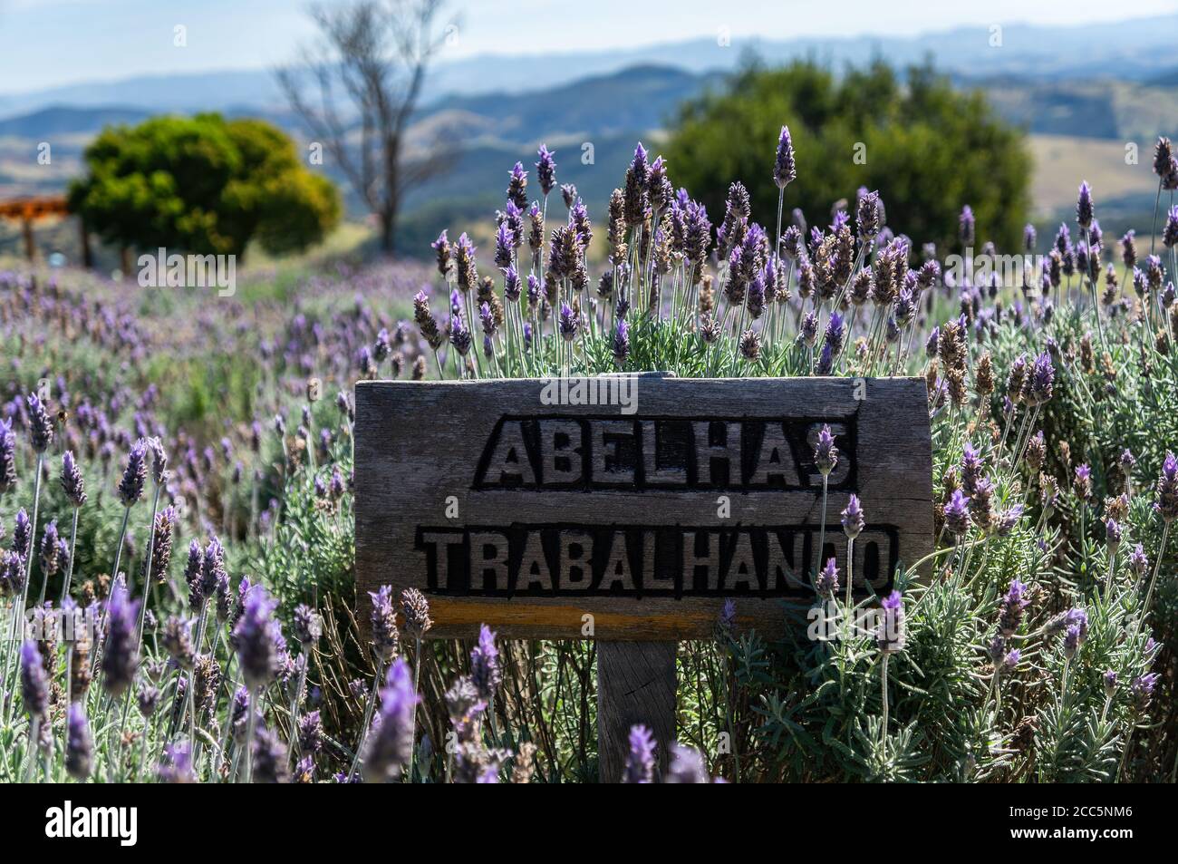 An information sign of Bees Working (Abelhas Trabalhando) between the lavender fields plantation of 'O Lavandario' farm with a defocus landscape at th Stock Photo