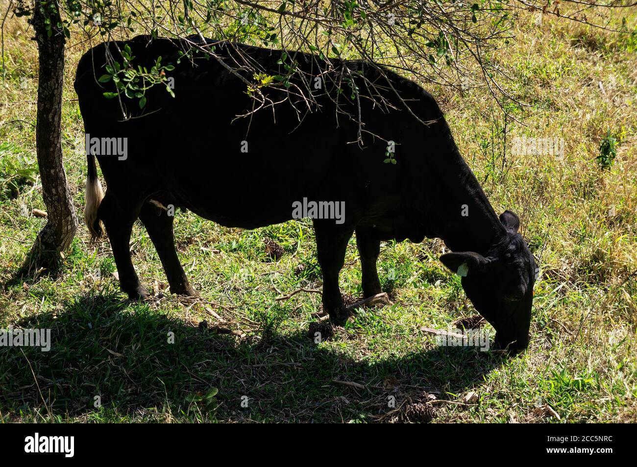 Angus cattle (Aberdeen Angus - common breed of beef cattle) eating in a pasture field under a tree in a ranch neighbor to Casa da Serra restaurant. Stock Photo